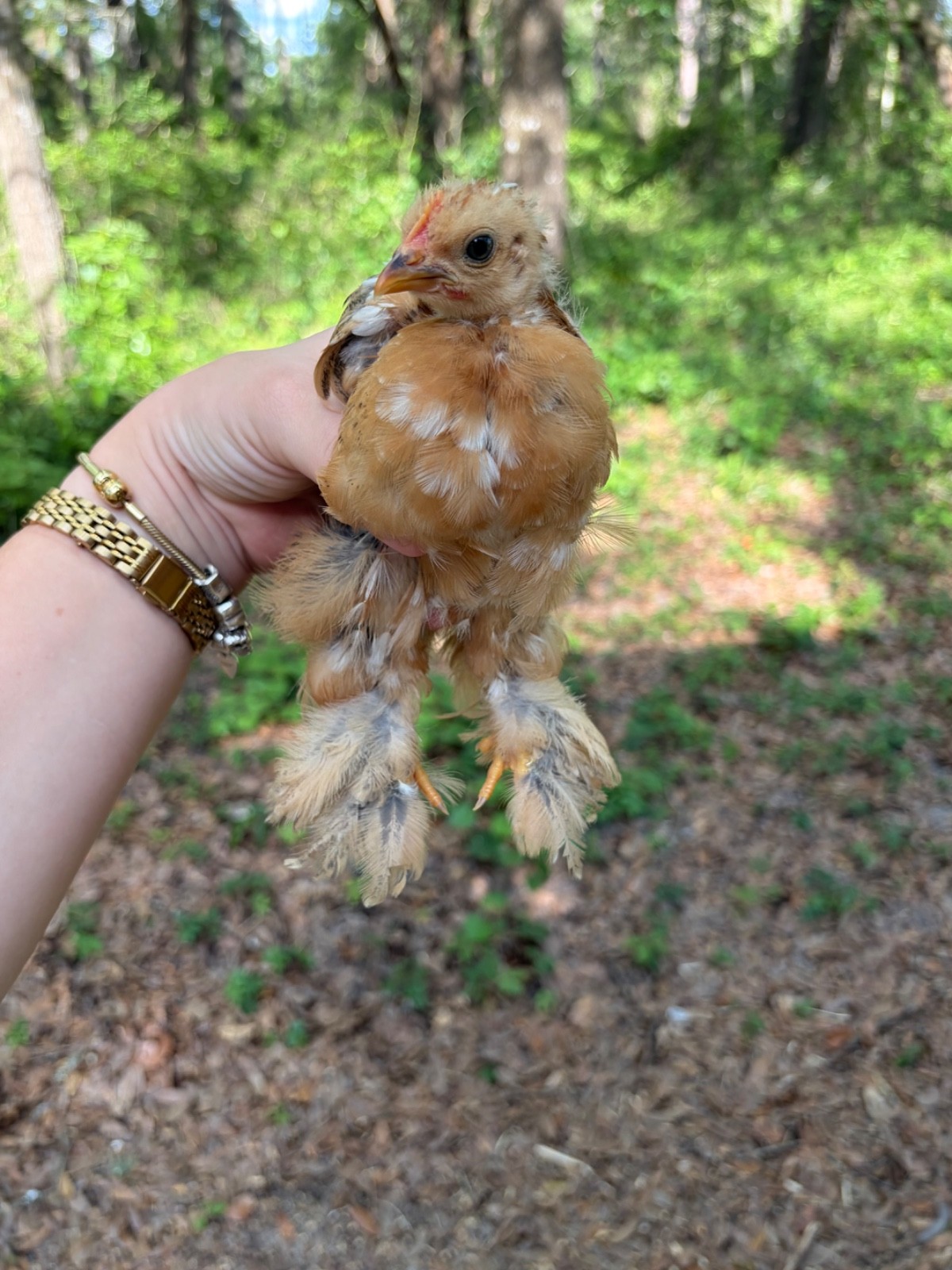 6+ Calico Cochin Bantam Hatching Eggs! 🐥