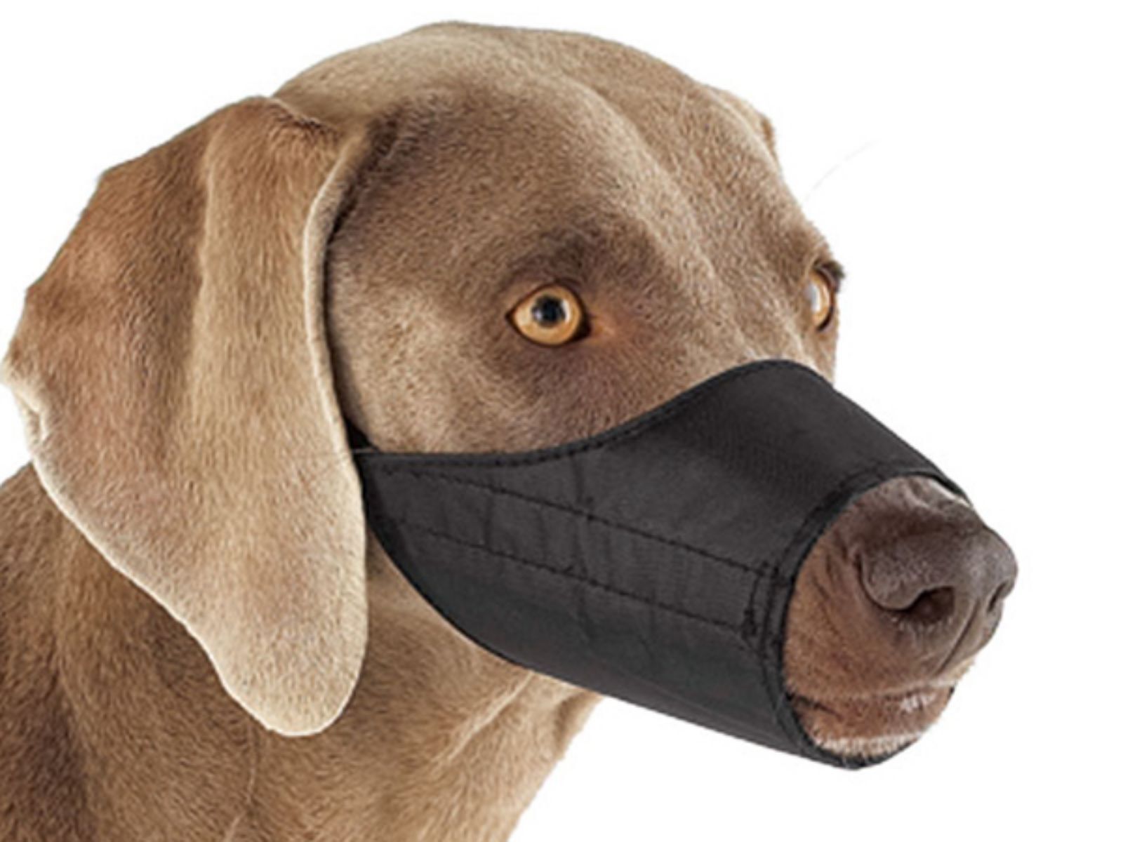 Quick-Release Nylon Dog Muzzle, XX-Small J-169AA