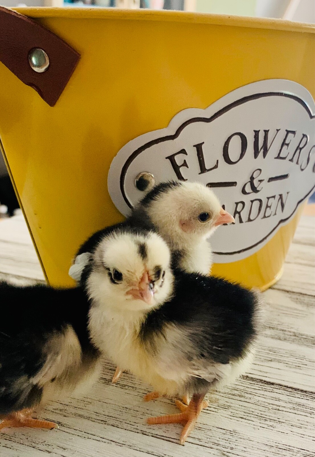 15 Traditional Serama Hatching Eggs-The tiniest breed of chicken