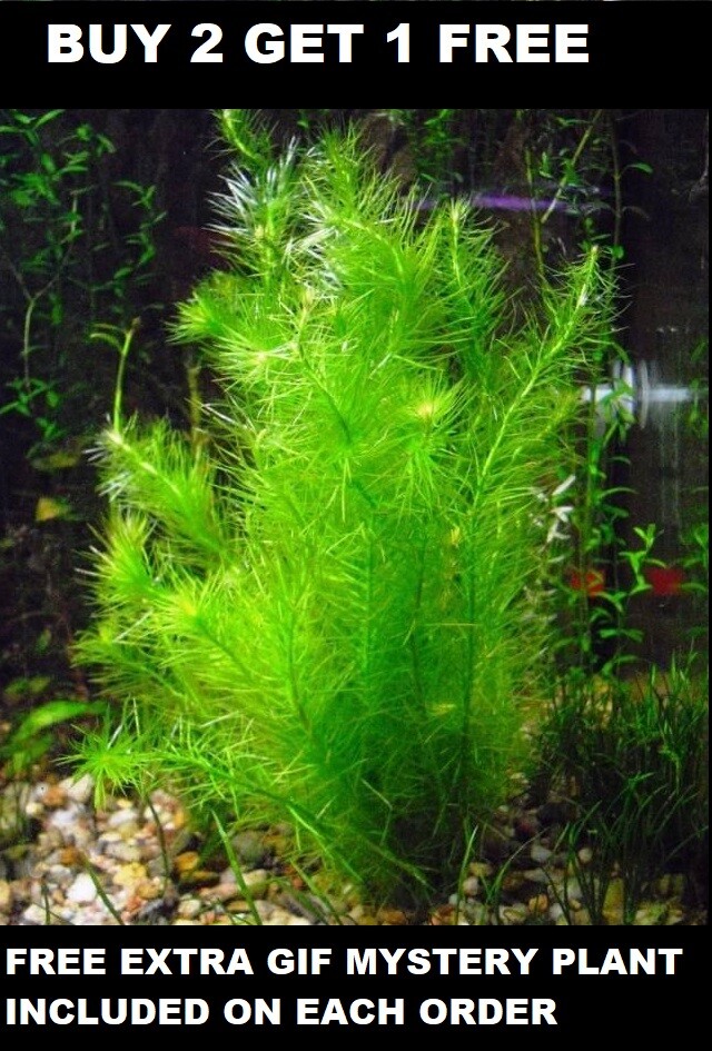 Mayaca Fluviatilis Bunch Live Aquarium Plants Stream Bog Moss BUY2GET1FREE