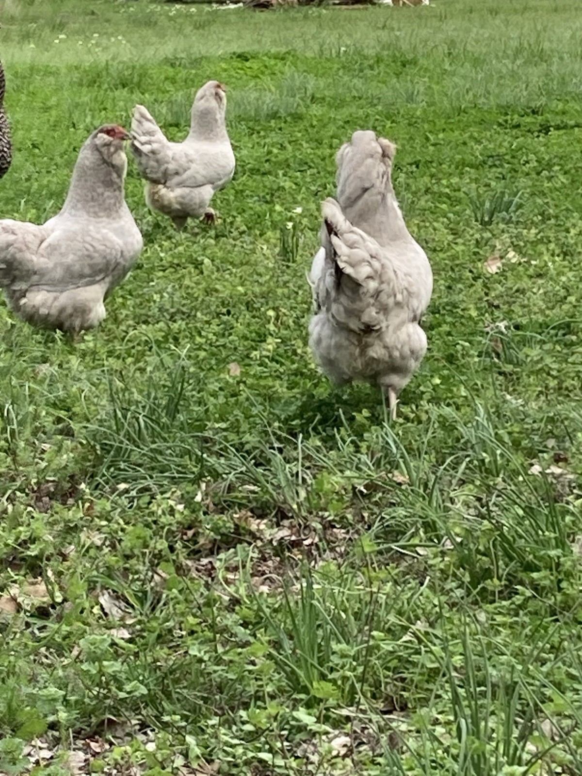 6 Lavender Ameraucana Hatching Eggs