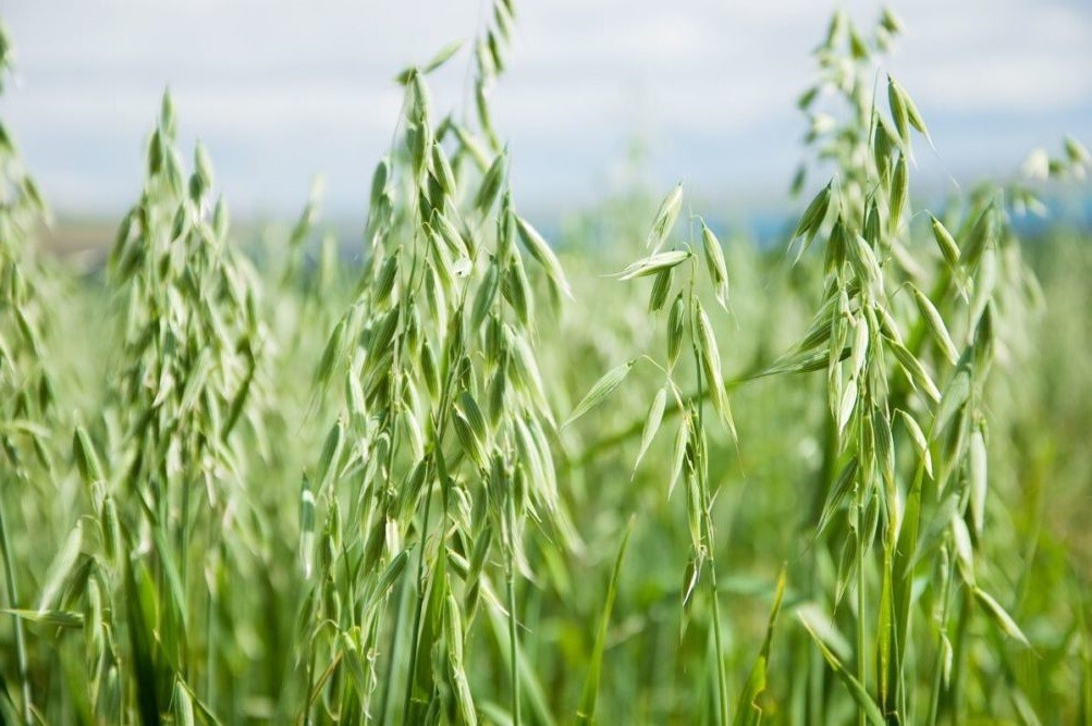 Oat Seeds For Sprouting Catgrass Fodder Grains Cover Crop Hay Coker NON-GMO