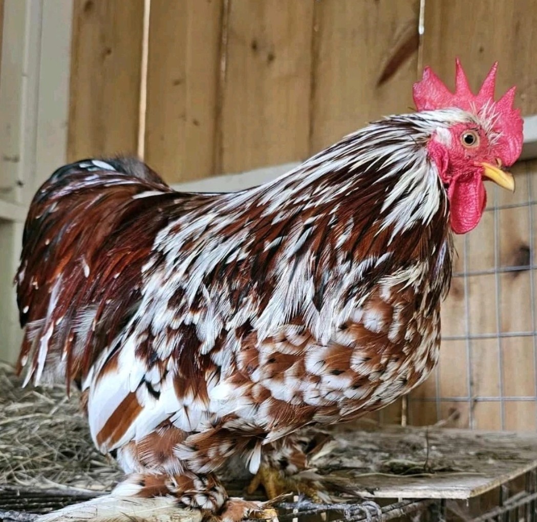 Surprise Hatching Eggs. Rare Breeds Full Blooded 12 Eggs.