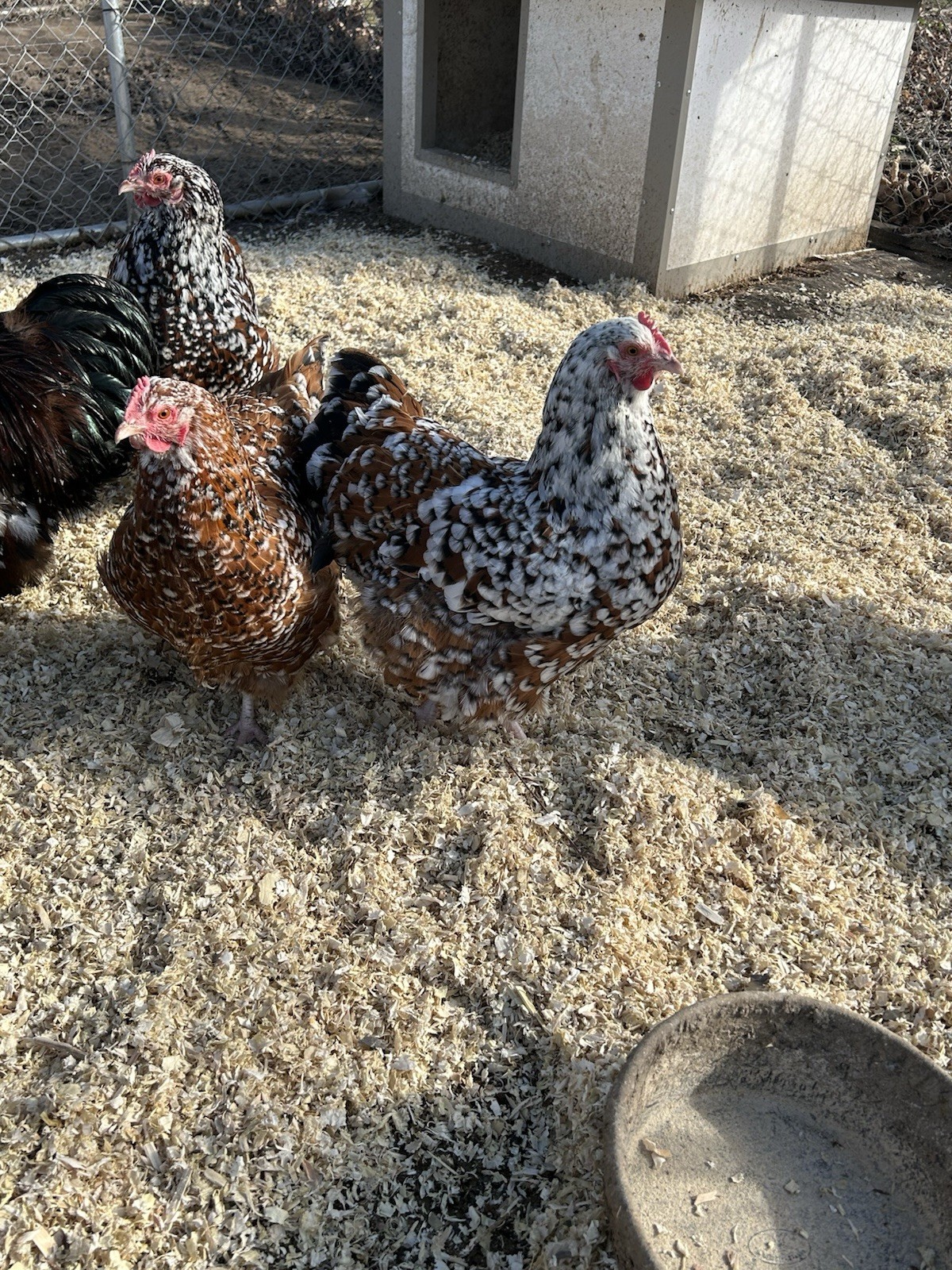 Jubilee Orpington Hatching Eggs 12+