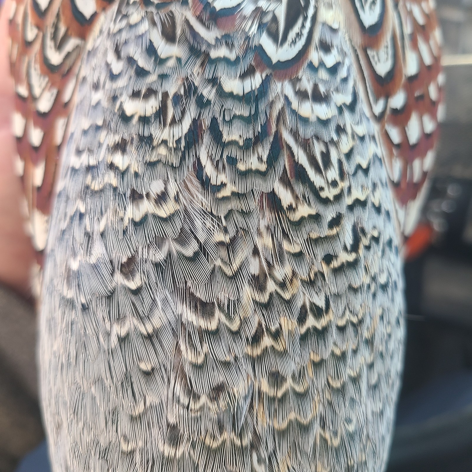 24 Ringneck Pheasant Fertile Hatching Eggs.