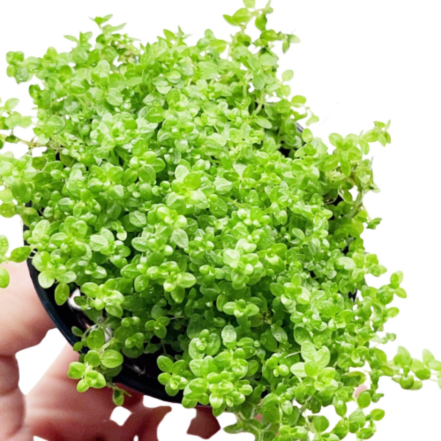 Planterest - Dwarf Baby Tears Hemianthus Callitrichoides 'Cuba' Potted Clear