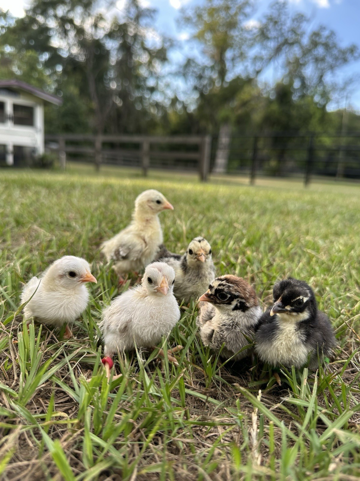 8 Kikiriki Hatching eggs NPIP/AI and PT Clean