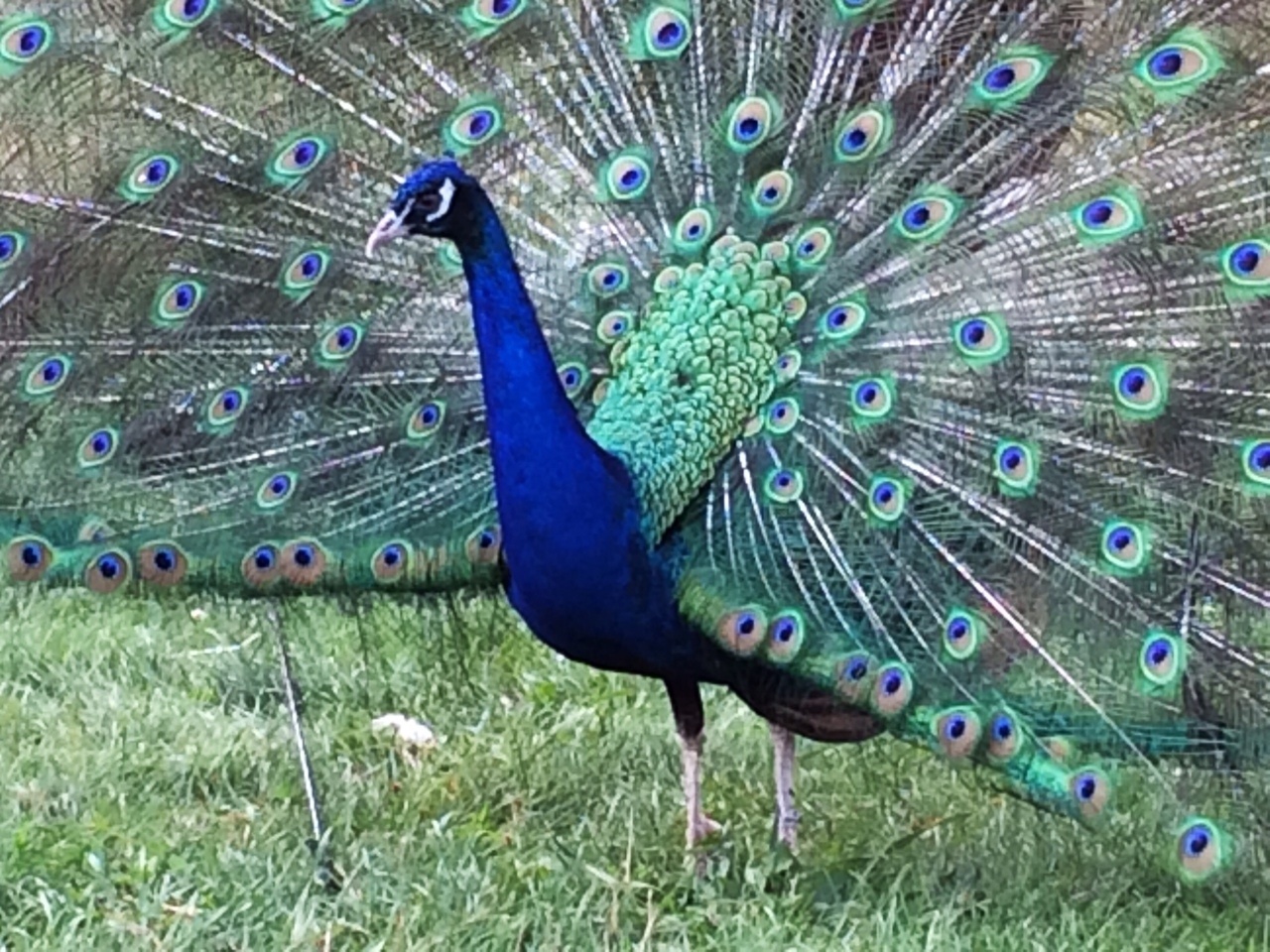 5  "MIXED VARIETY" PEACOCK / PEAFOWL HATCHING EGGS!!!!