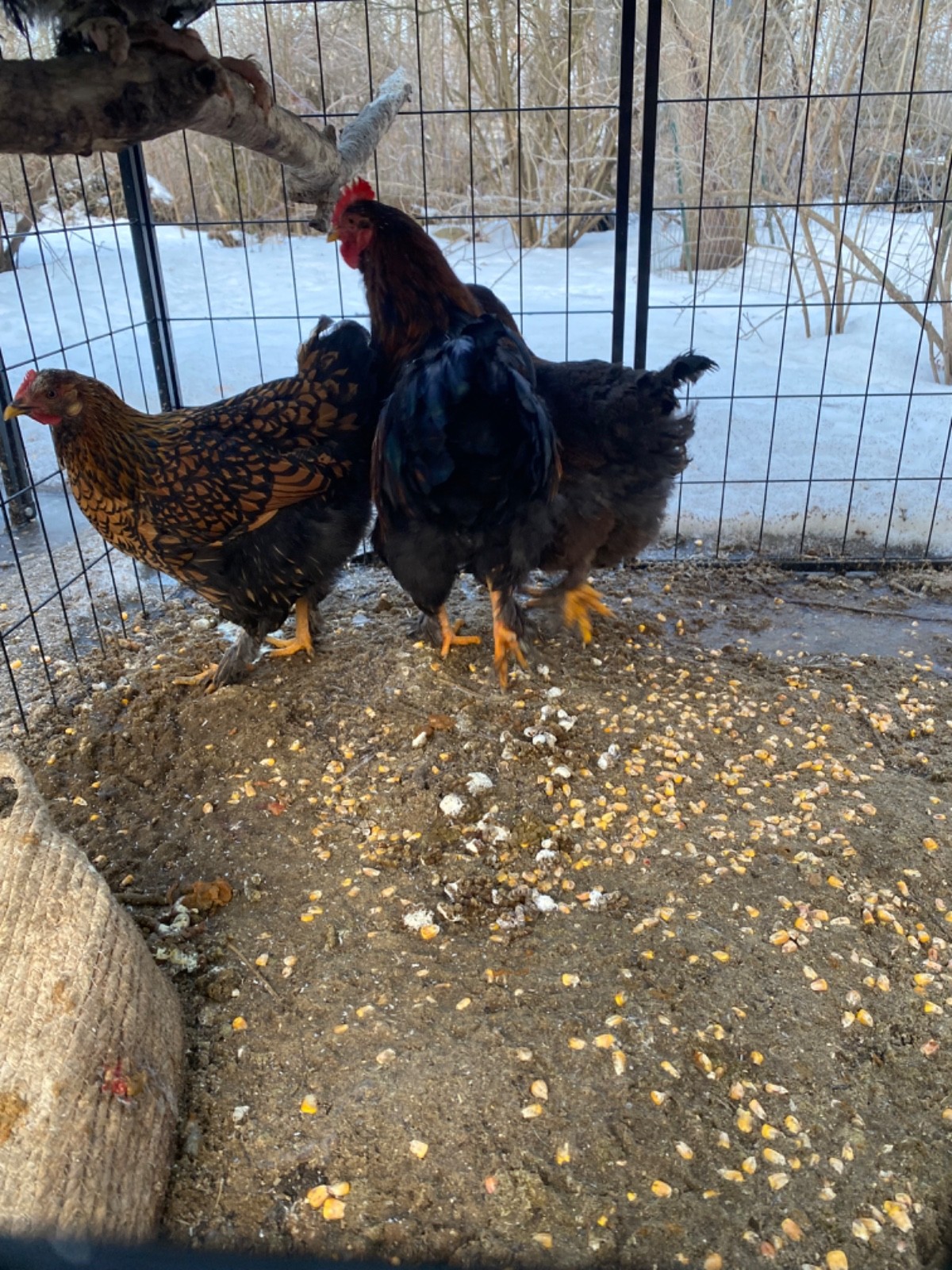 standard cochin hatching egg dozen + extras