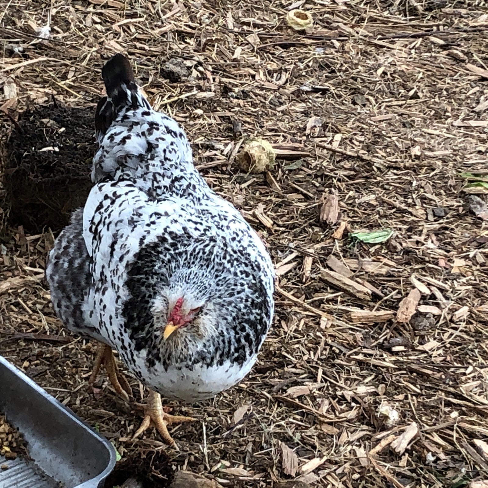 11+ Fertile Chicken Hatching Eggs BarnyardMix/Crested/Easter/Rare Breed Possible