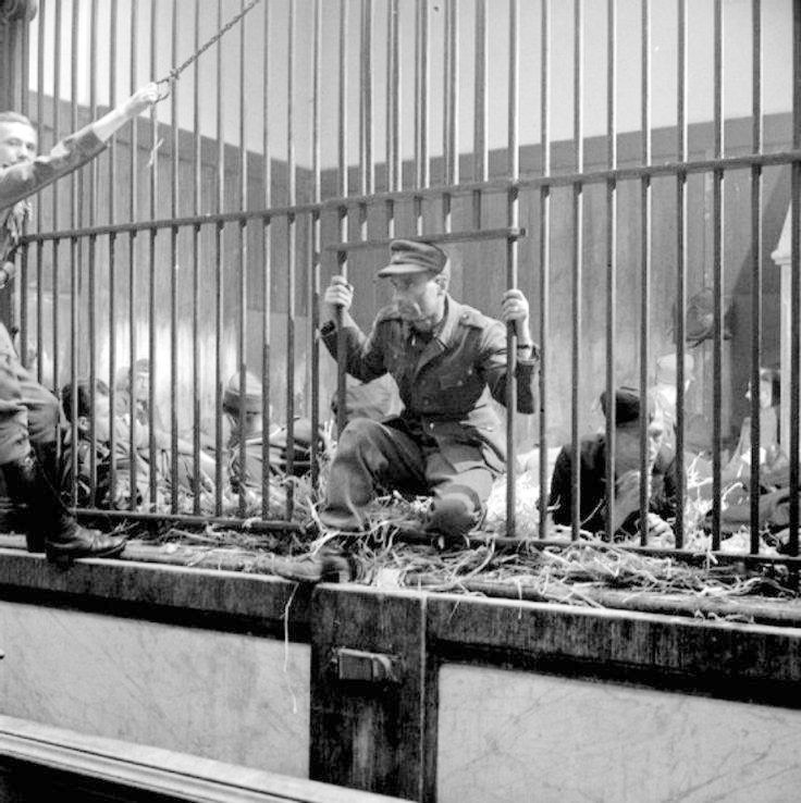 WW2 Photo WWII German Prisoners of War Kept in Zoo Cage World War Two  / 2278