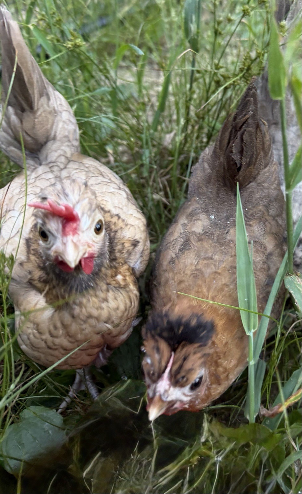 6 Kikiriki Hatching Eggs 🐣 Tiny Chickens From Puerto Rico