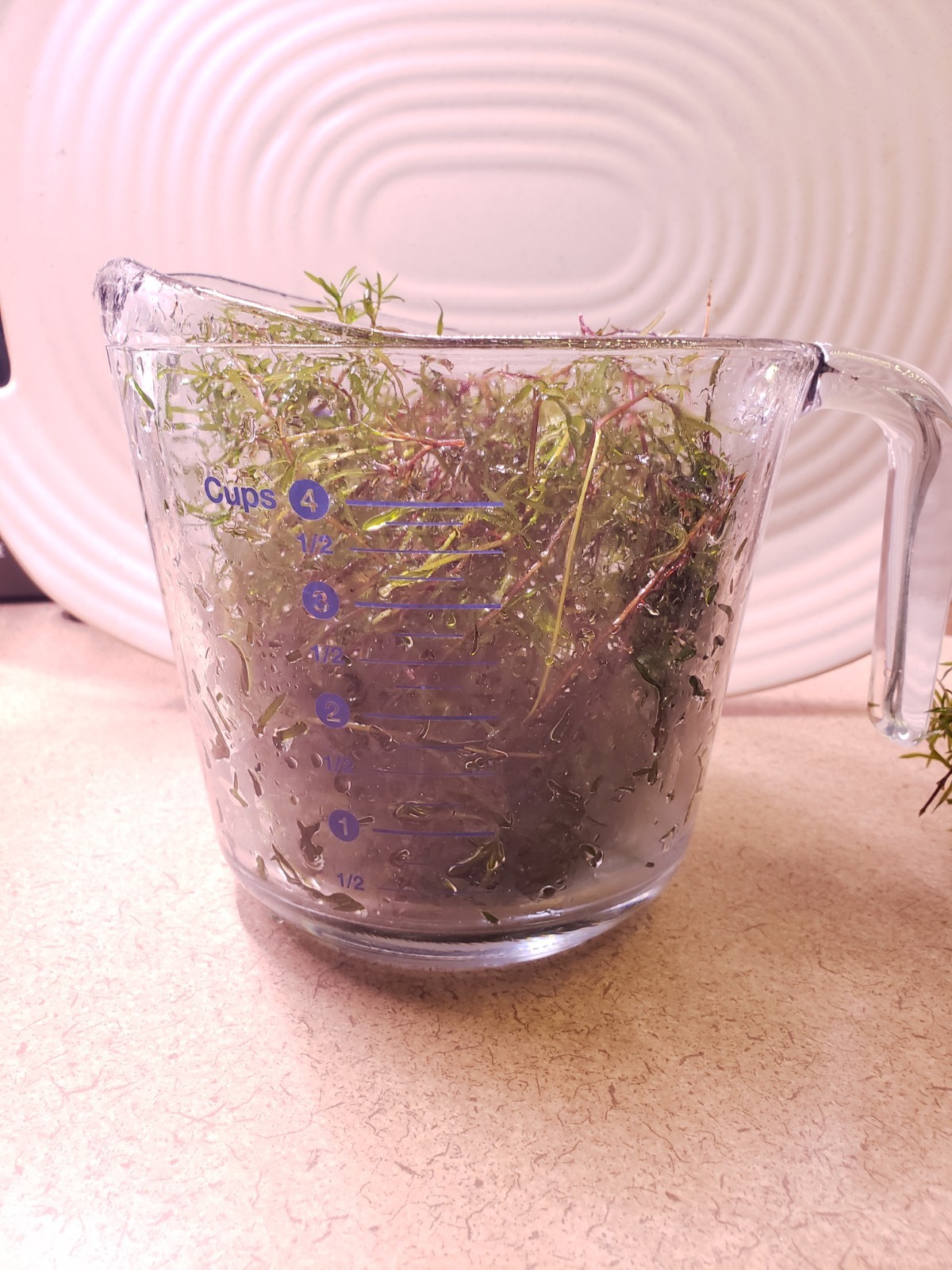 Guppy Grass Live Aquarium Plant  4 Cups