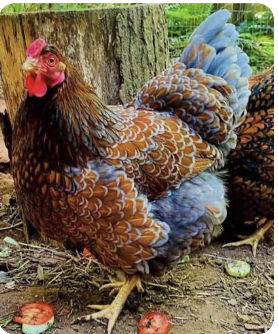 6 Farm Fresh Hatching Eggs Fancy BLUE LACED RED WYANDOTTE Brahpi Orpington ❤️eb