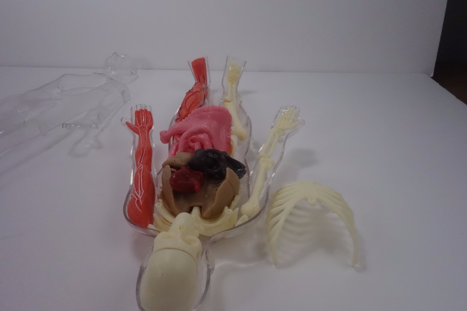 Educational Skeleton with Body and Parts for Replacement only not complete