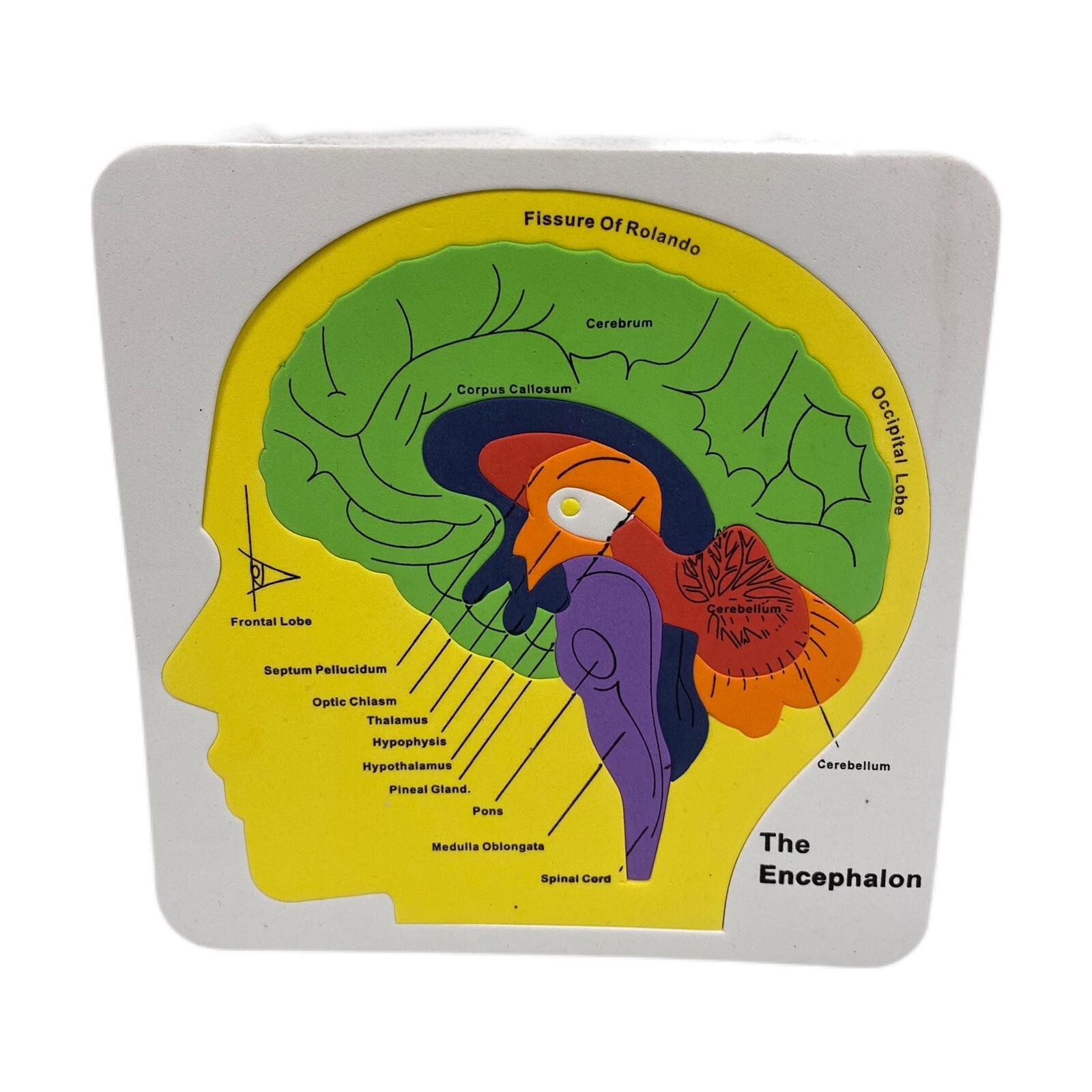 Vintage Foam the Human Body - The Encephalon - Puzzle  Colorful 8”x8.5” Complete
