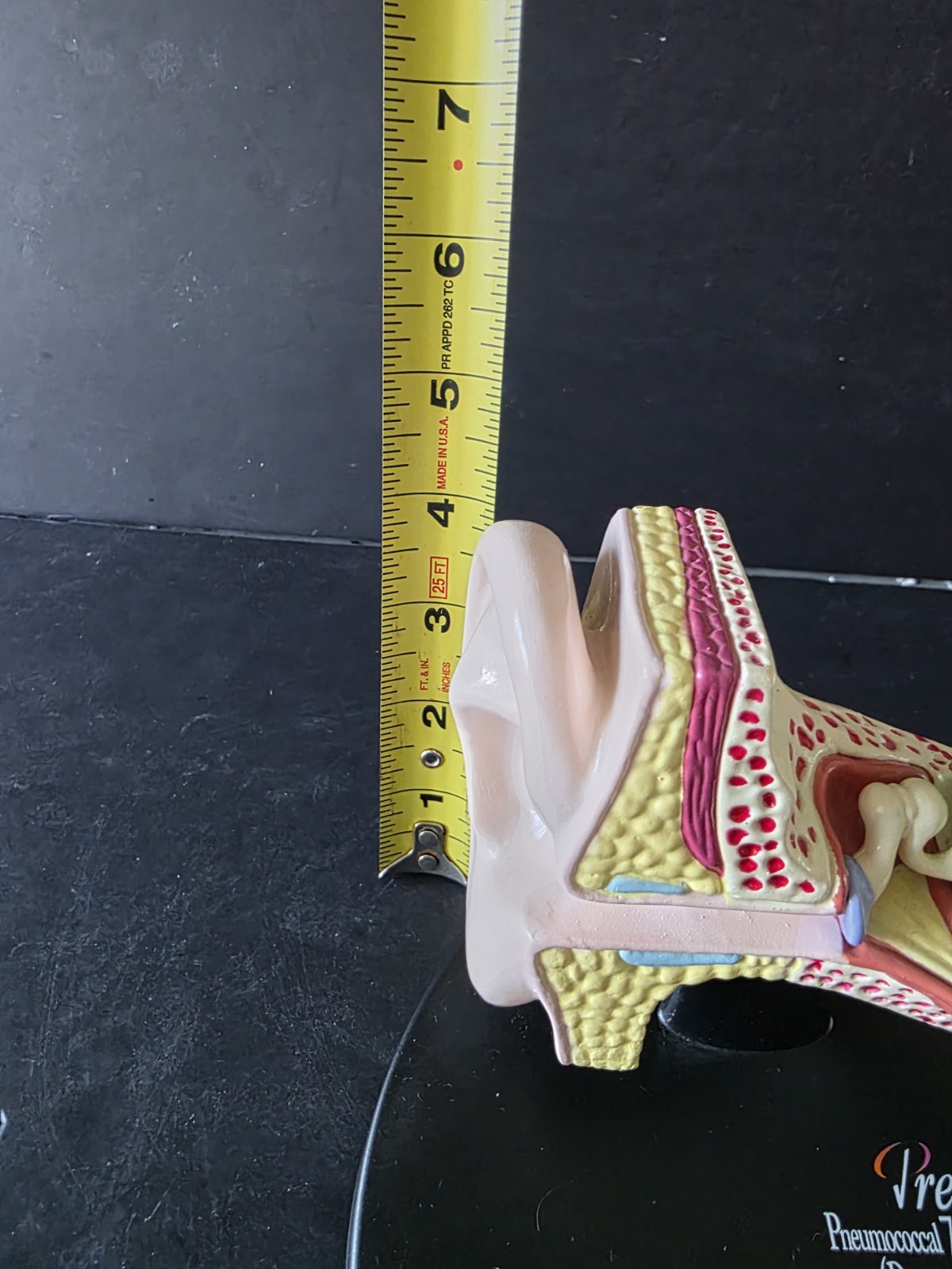 3D Scientific Human Ear Anatomical Display Model Inner Canal Pharma Design 2001