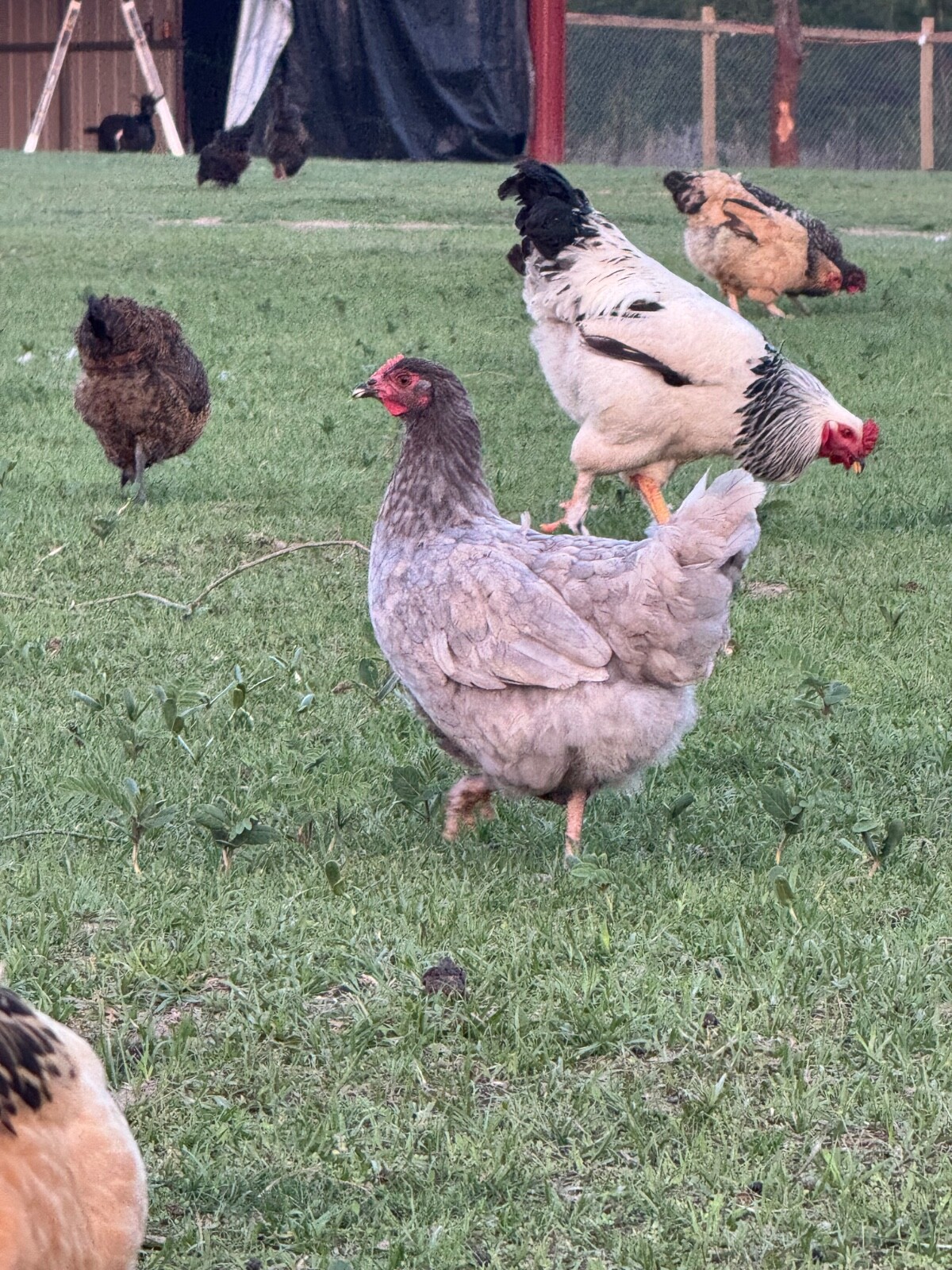 12 Barnyard Mix Hatching Eggs (Rare Breeds)