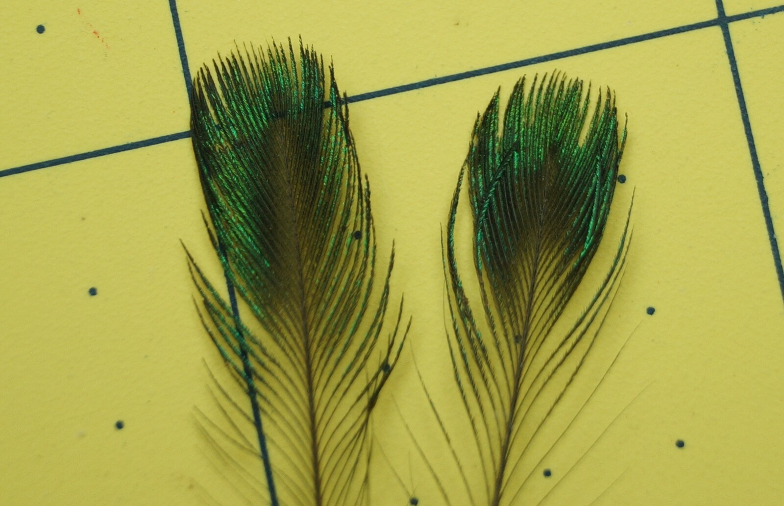 One Pair 2.5" Java Green Peacock Corona Feathers Lot-SF 324
