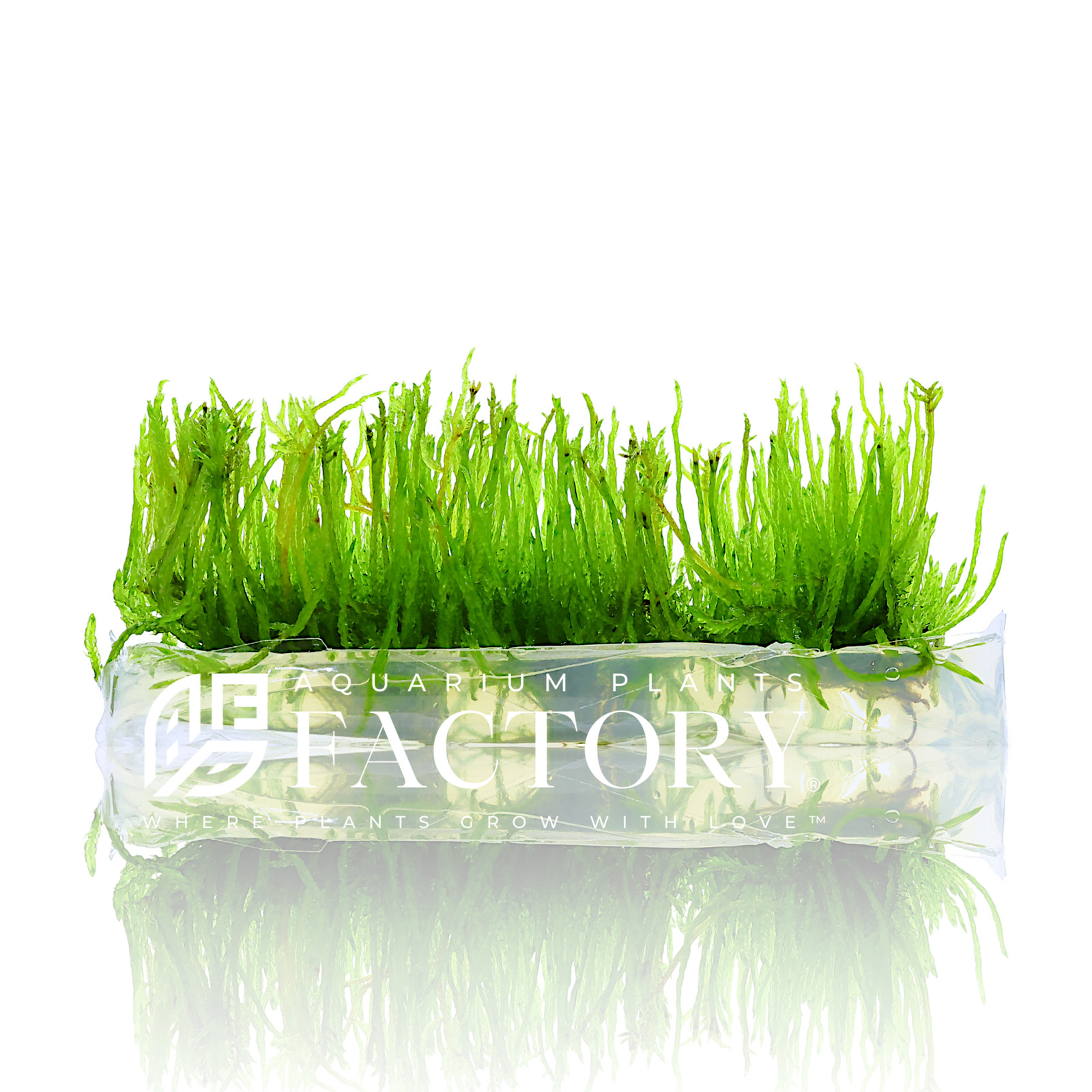 Taxiphyllum sp. Giant Tissue Culture | Aquarium Plants Factory®