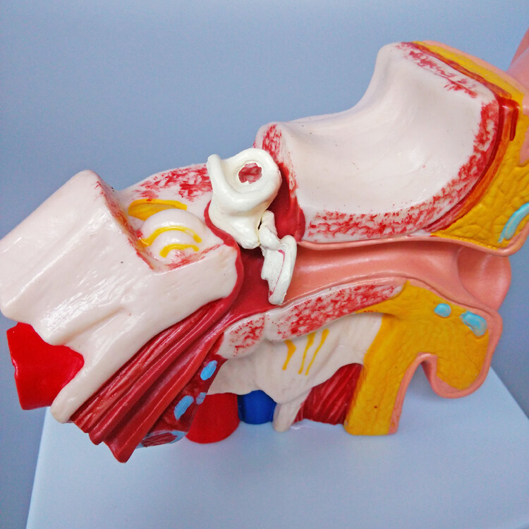 1:1.5 Human Ear Model Anatomy Medical Model on Base Teaching Supplies US STOCK