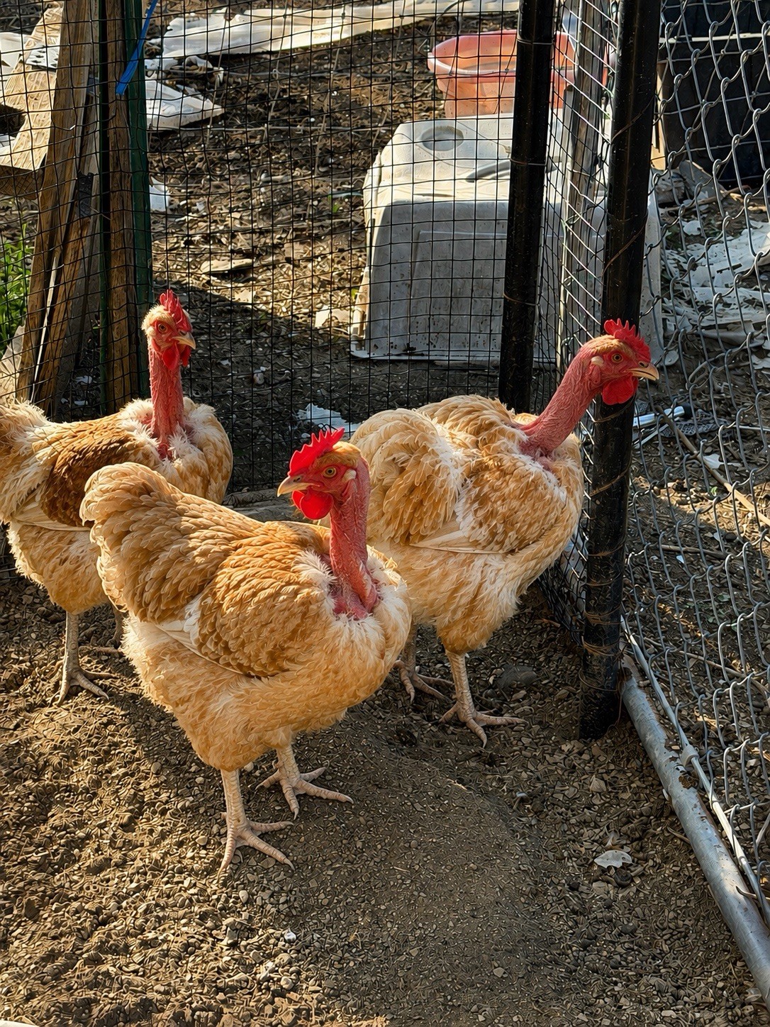 Chicken Hatching Eggs Pack 12 Eggs Naked Neck, Great Egg Layers And Meat,