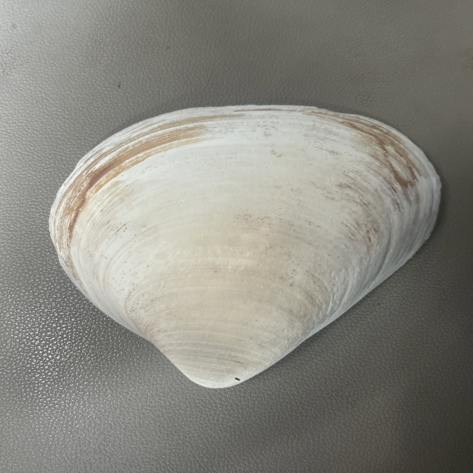 Natural Witch’s Seashell | Ocean Altar Decor | Ritual Offering | | Wicca |