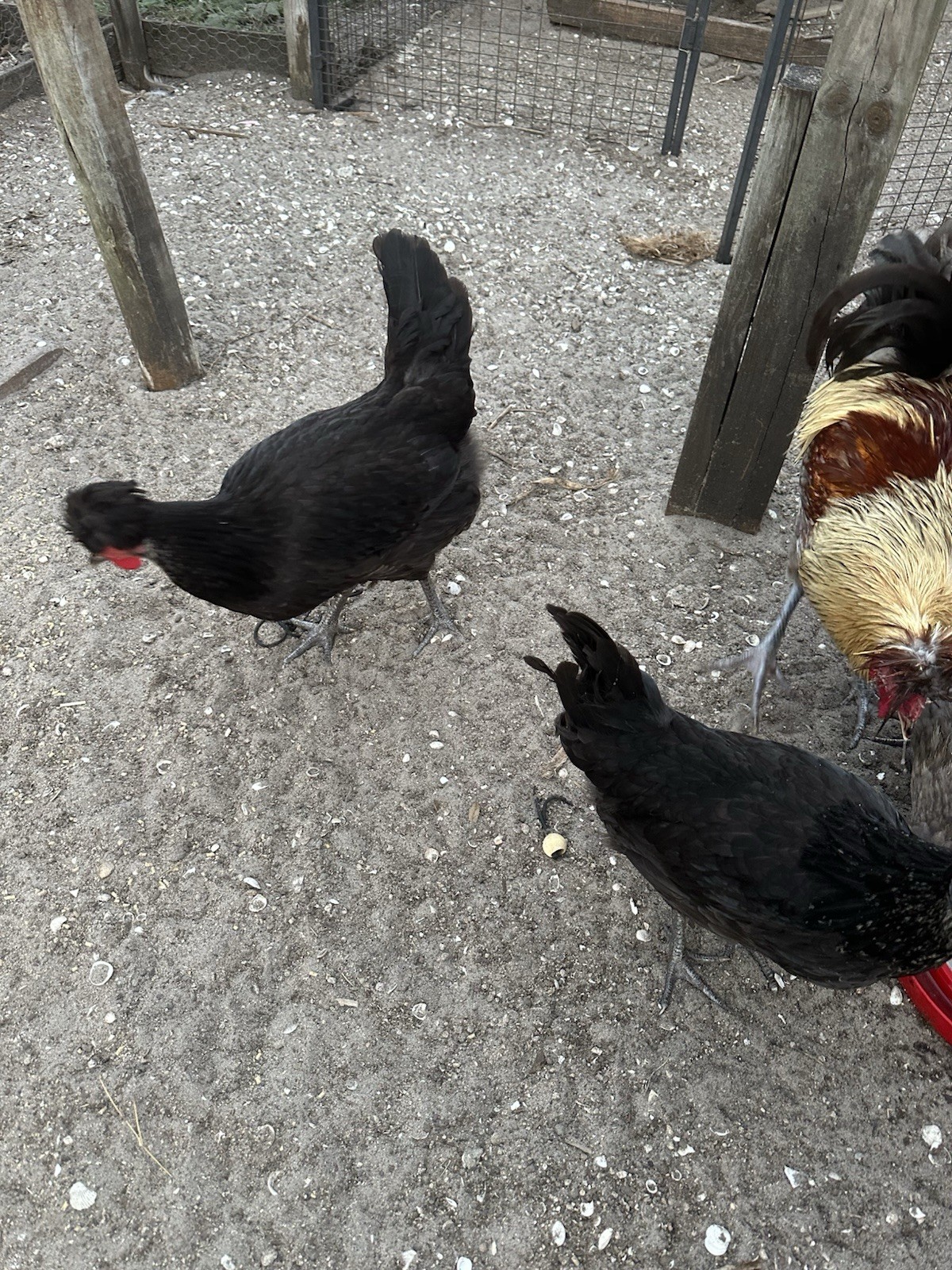 15+ Rare Sanjak Longcrower Chicken Hatching Eggs Large Breed 🎶 Unique Crow 🎶