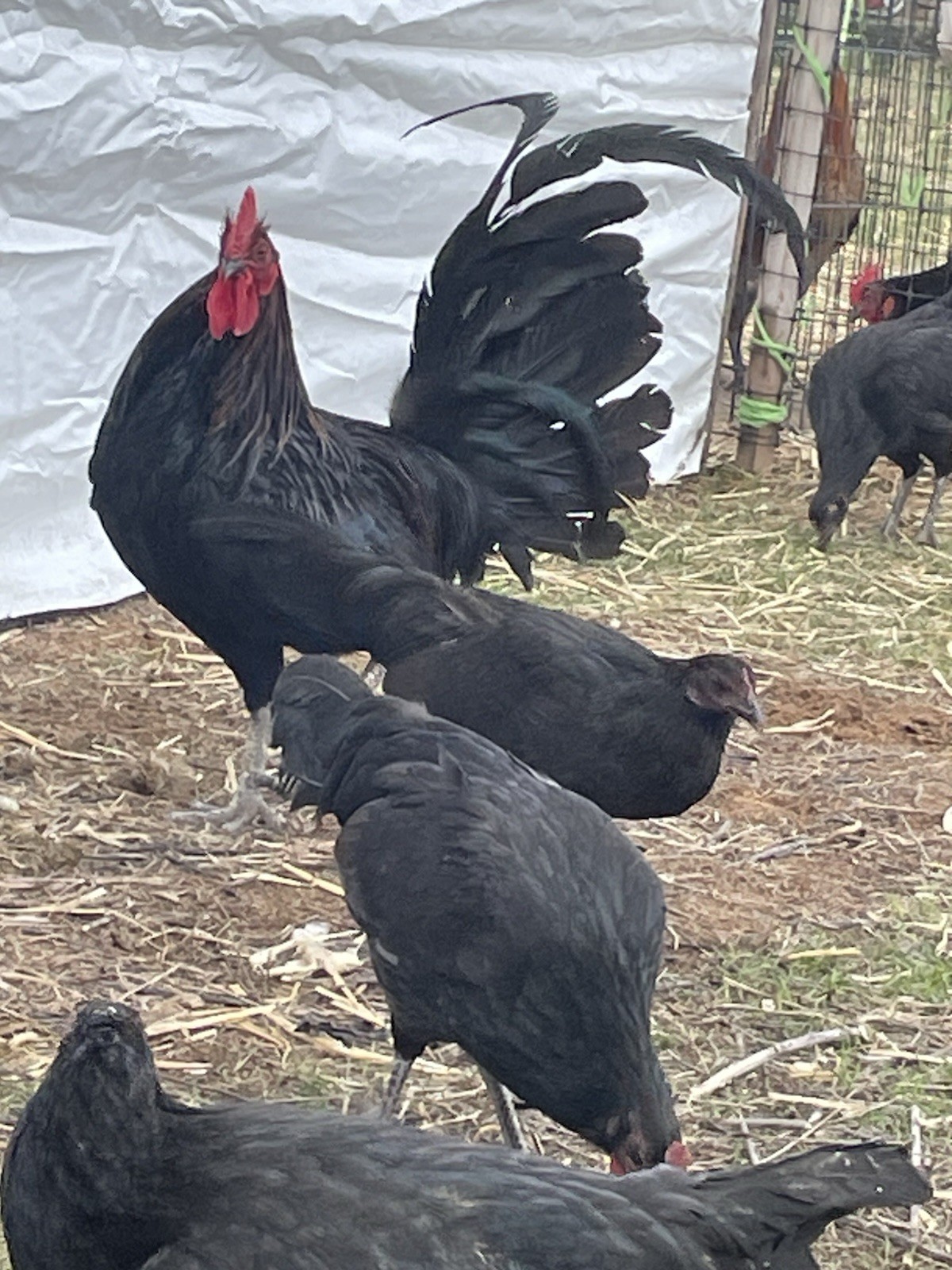 6+ Chicken Hatching Eggs