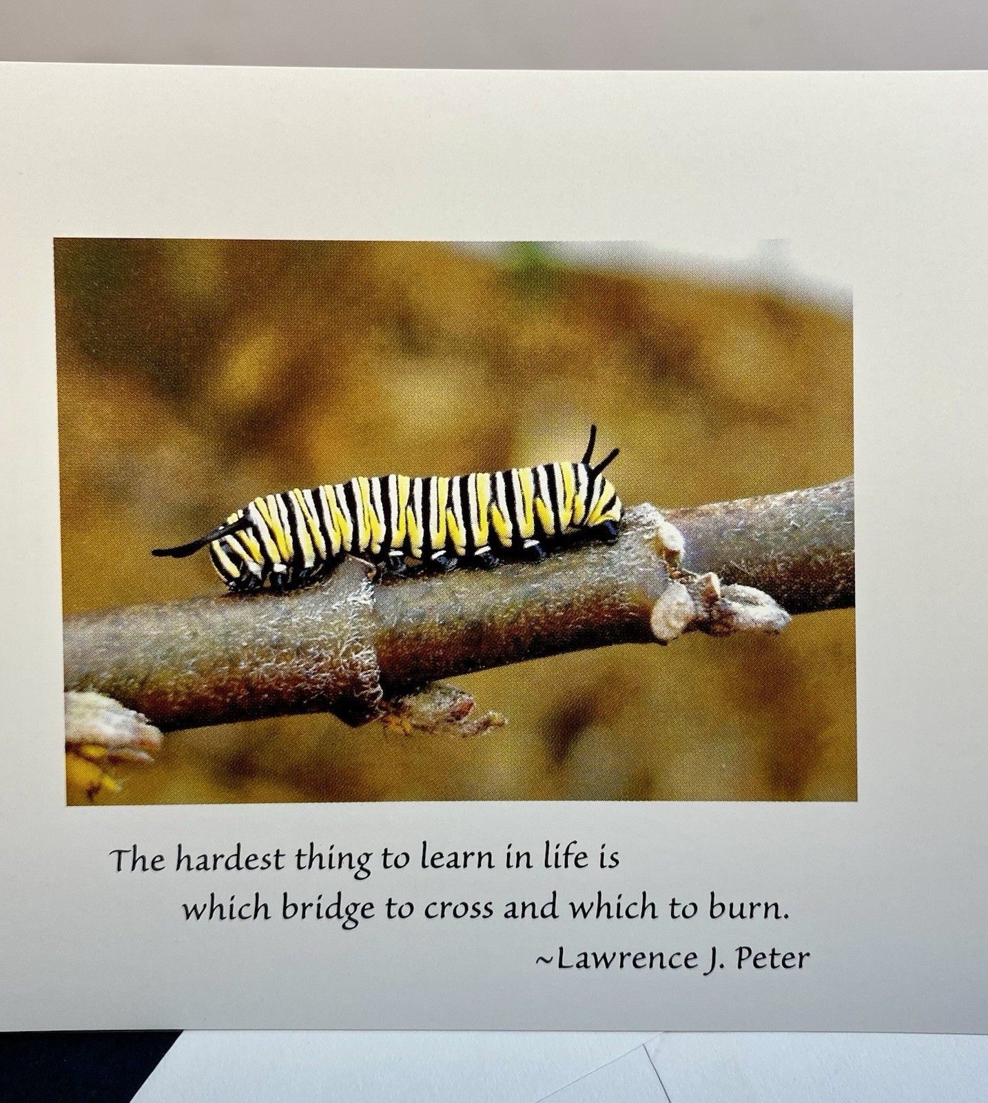 Photograph Of One Monarch Caterpillar On Blank Note Card W/Envelope Quote