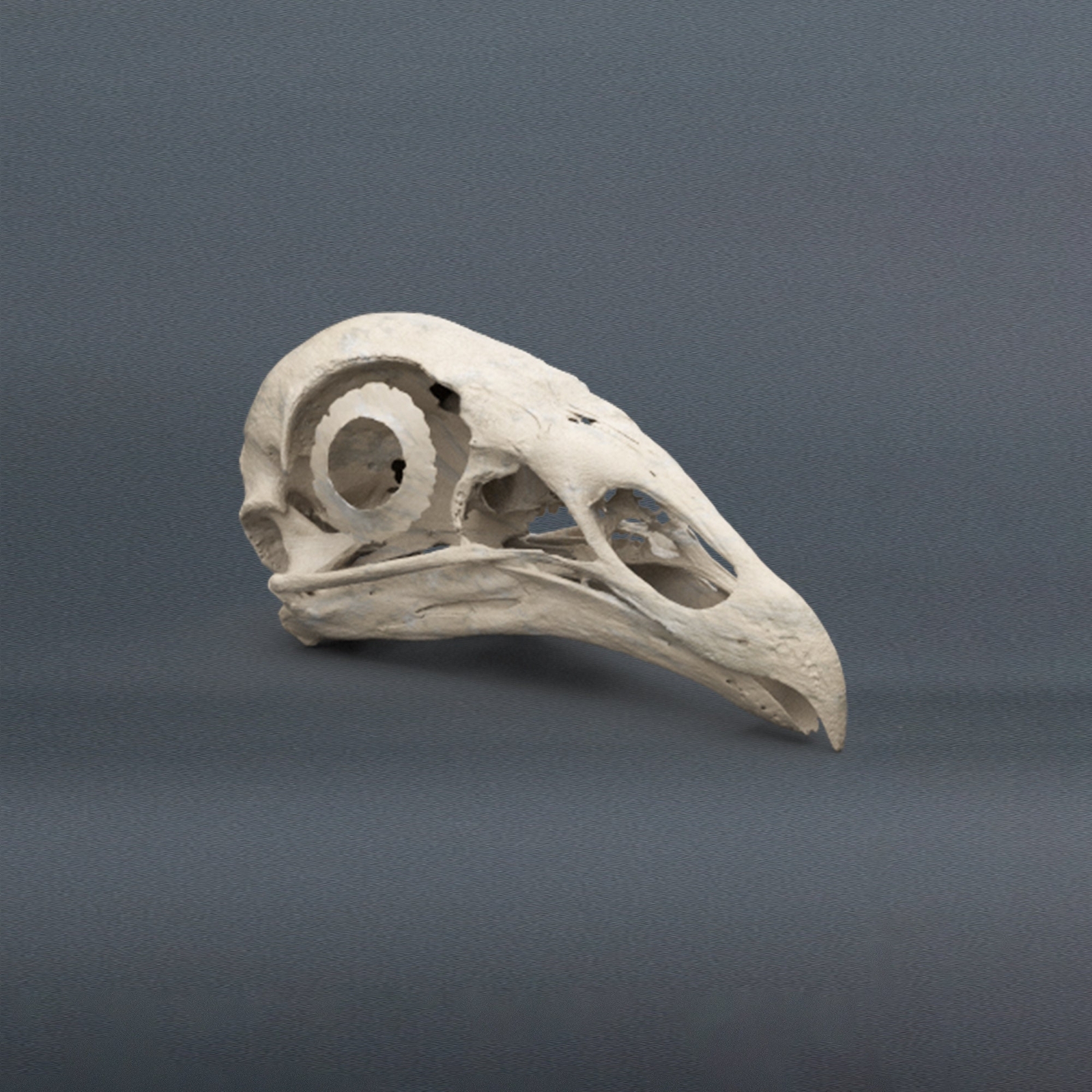 Black Vulture Skull Replica (Museum Quality)