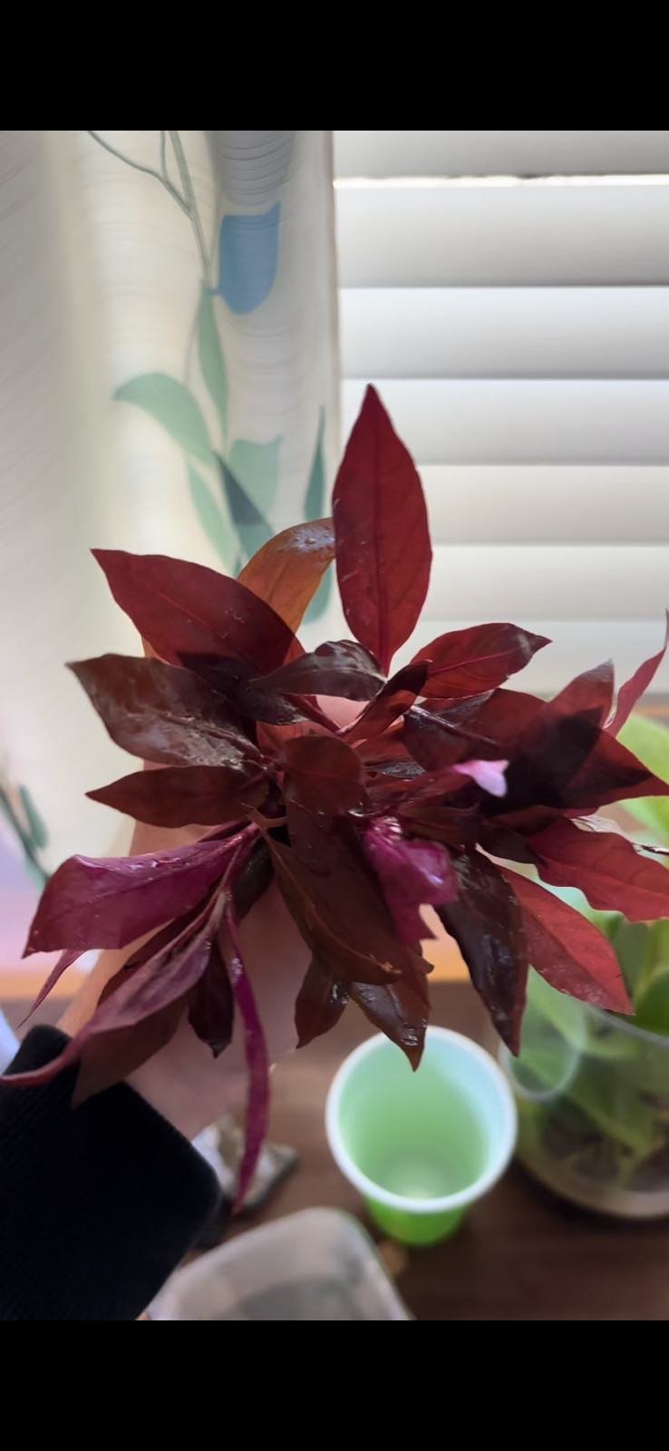 Alternanthera Reineckii Mini Easy Live Red Aquarium Plant BUY 2 GET 1 FREE