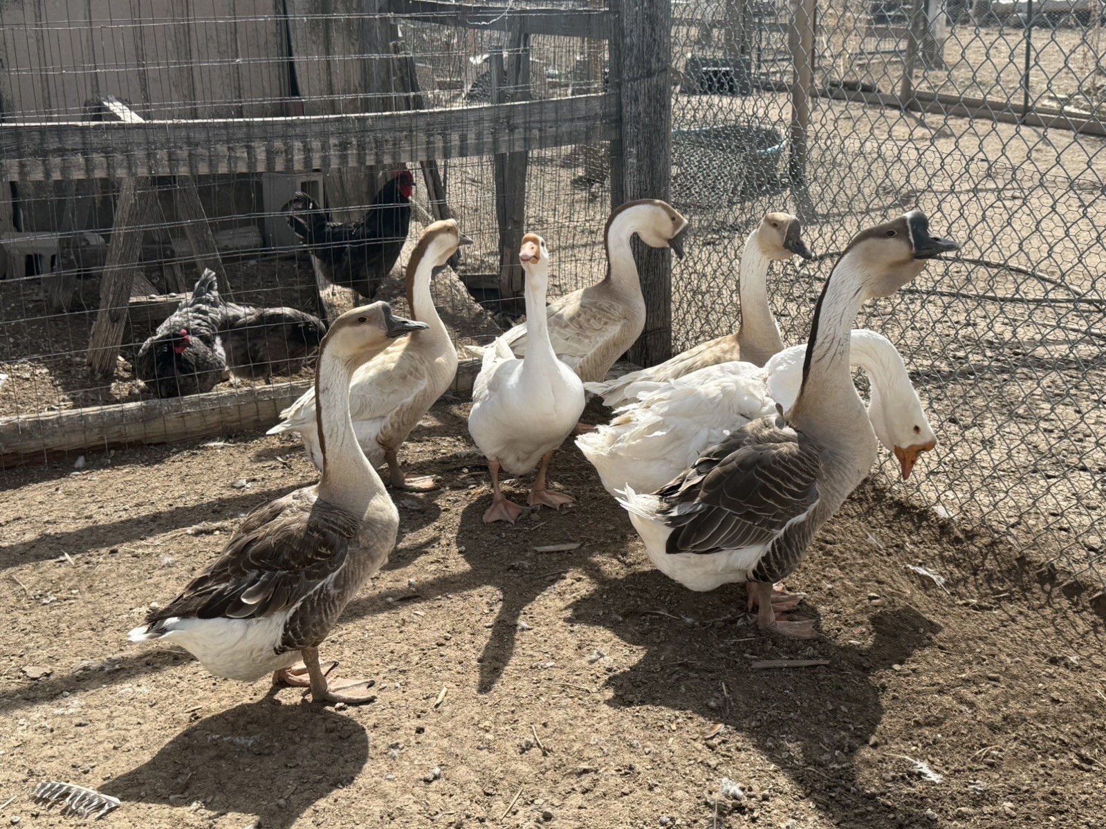 African Dewlap geese Hatching Eggs