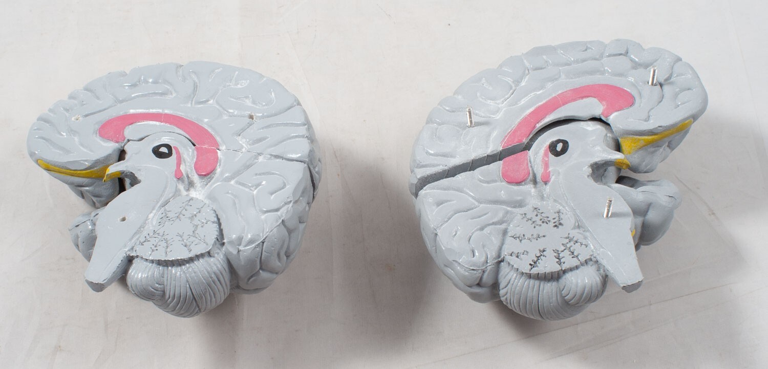 Anatomical Human Brain Model 3D Educational Teaching Tool