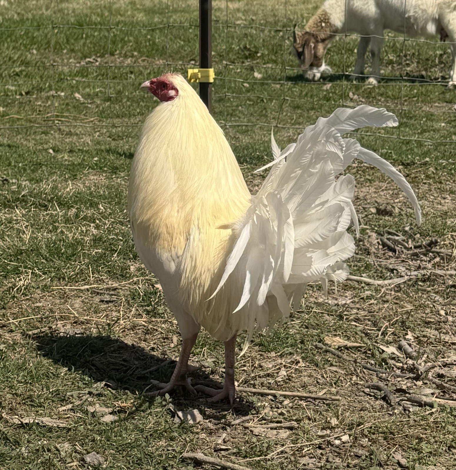 chicken hatching egg