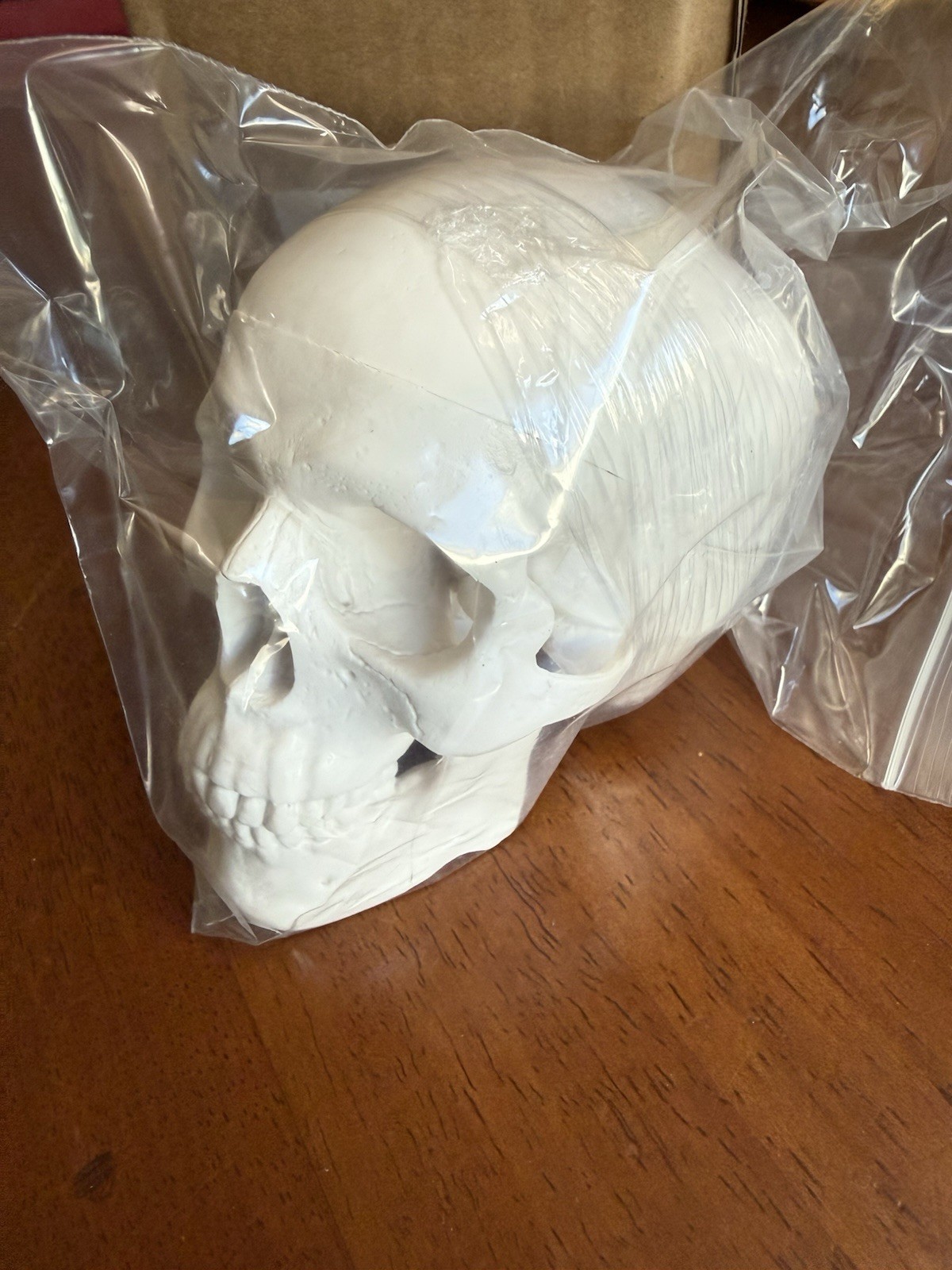 Mini Skull Model Human Medical Anatomical Head Bone Small Size