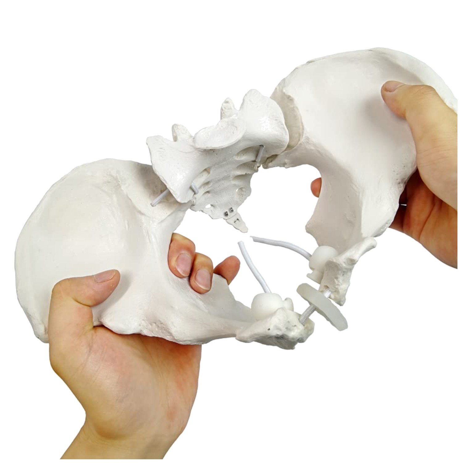 Life Size Female Pelvis Model - Flexible Joints