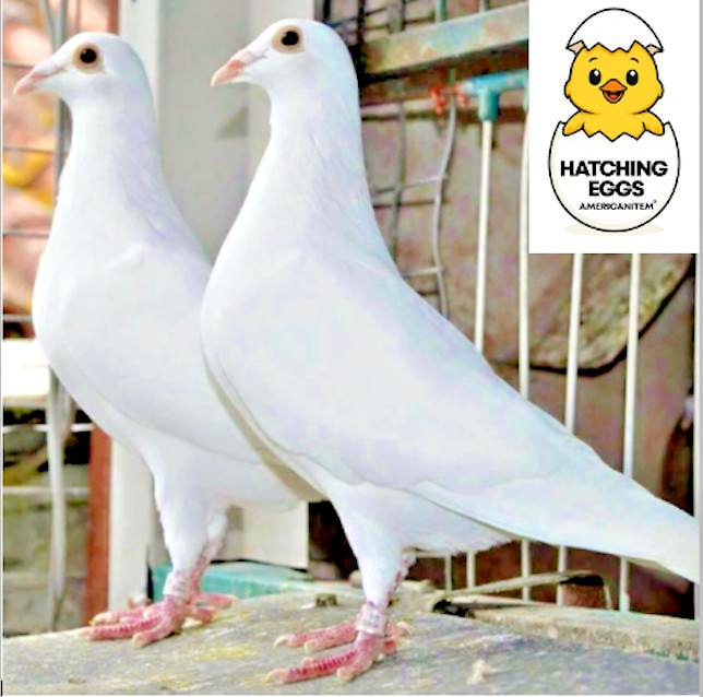 2 FERTILE HATCHING RACING WHITE HOMER HOMING PIGEON EGGS CH BLOODLINES PRIORITY