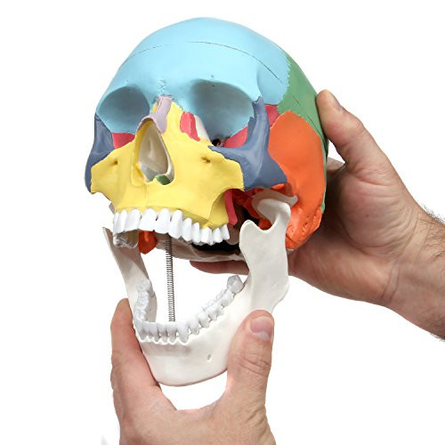 Human Skull Model Coloured Didactic Anatomical-Medical Skeleton Anatomy PVC US