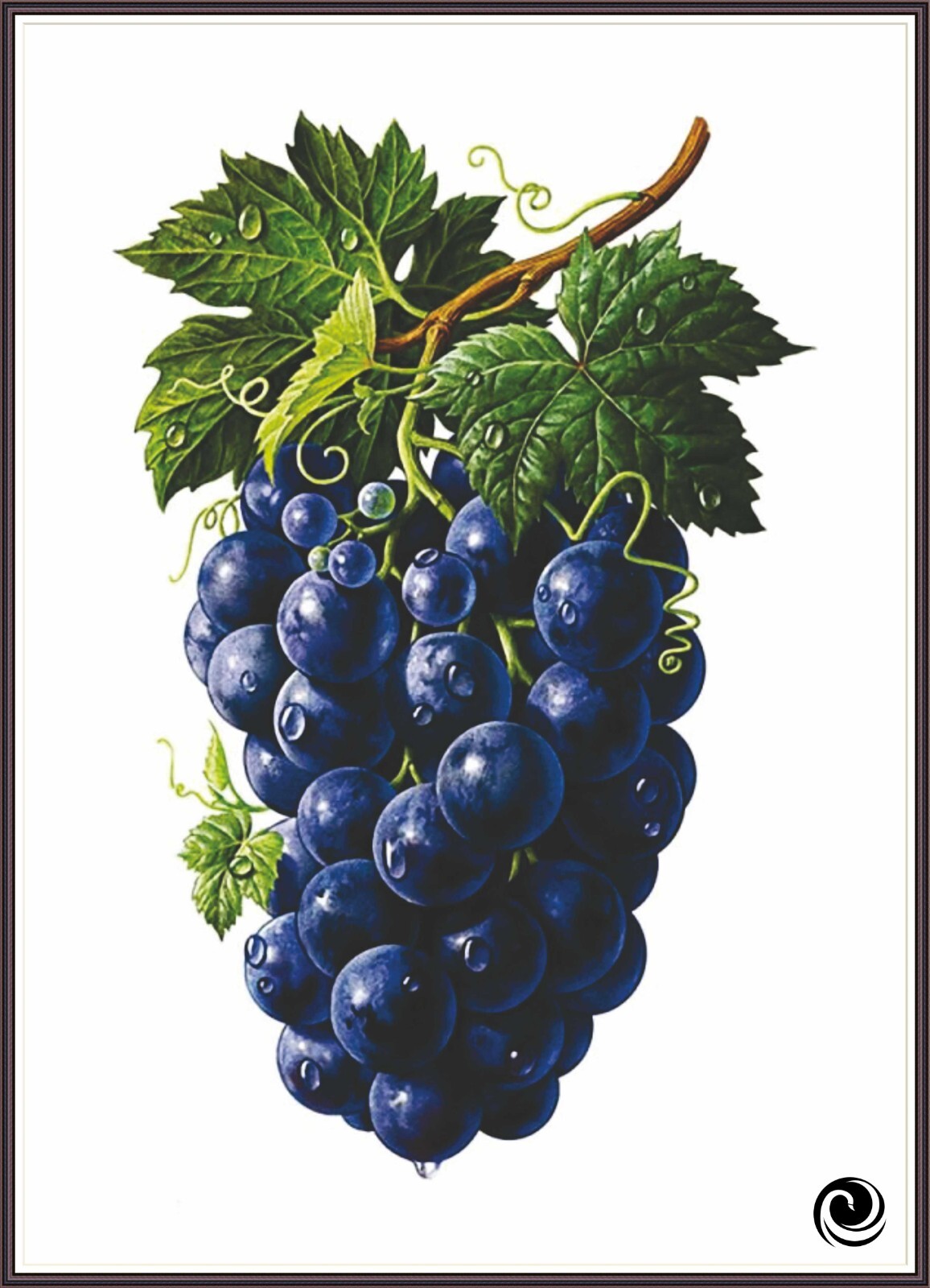 Grape 569 - Chart Counted Cross Stitch Pattern craft