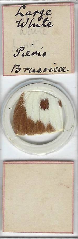 Large White Butterfly (Pieris brassicae) Wing Microscope Slide