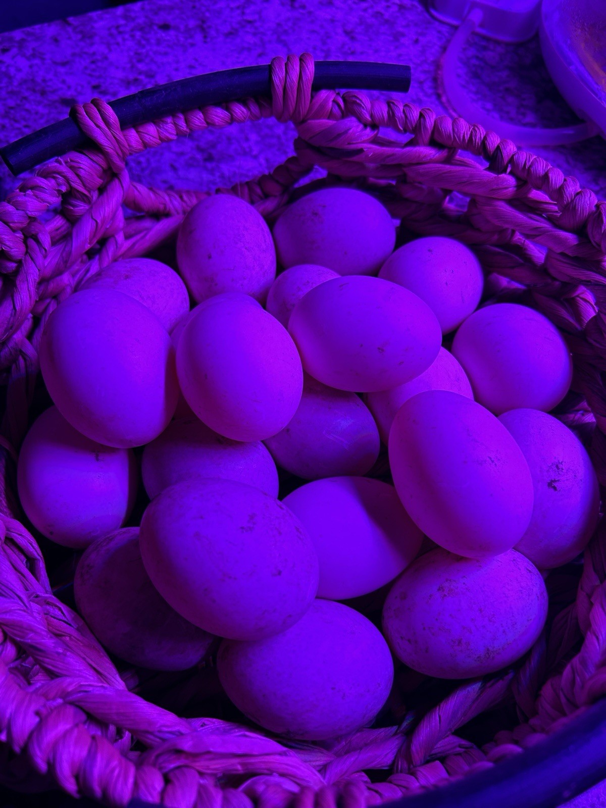 Cayuga Duck Eggs 10+2