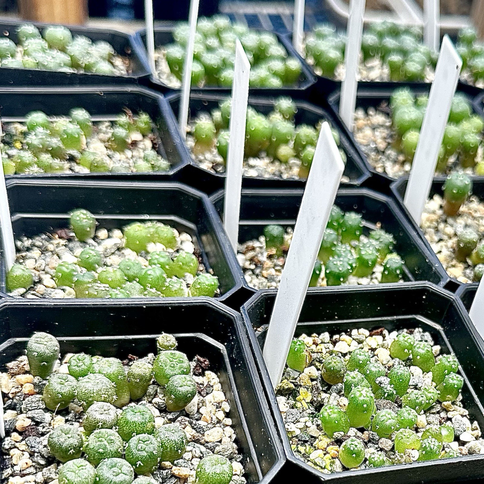 RARE SEEDS (10pk) L. “HOGG”  x10 (Ten) Cactus US SELLER