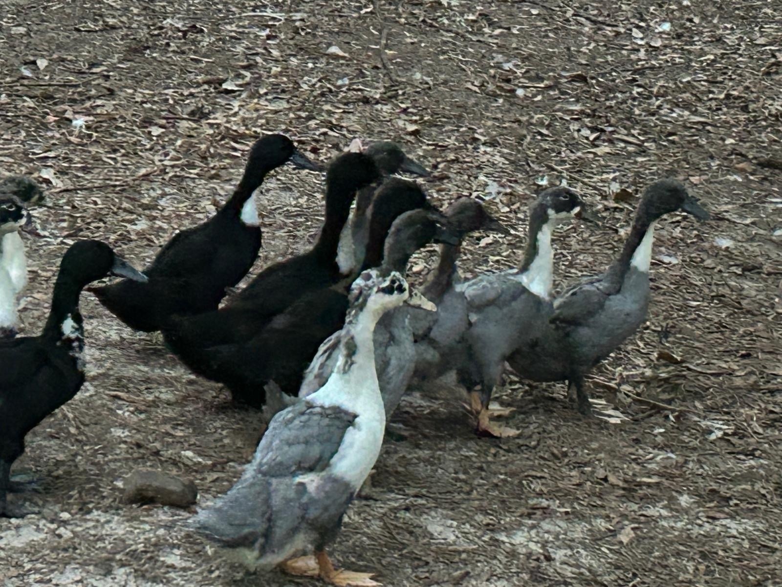 Fertile Duck Hatching Eggs, - Lot of 12