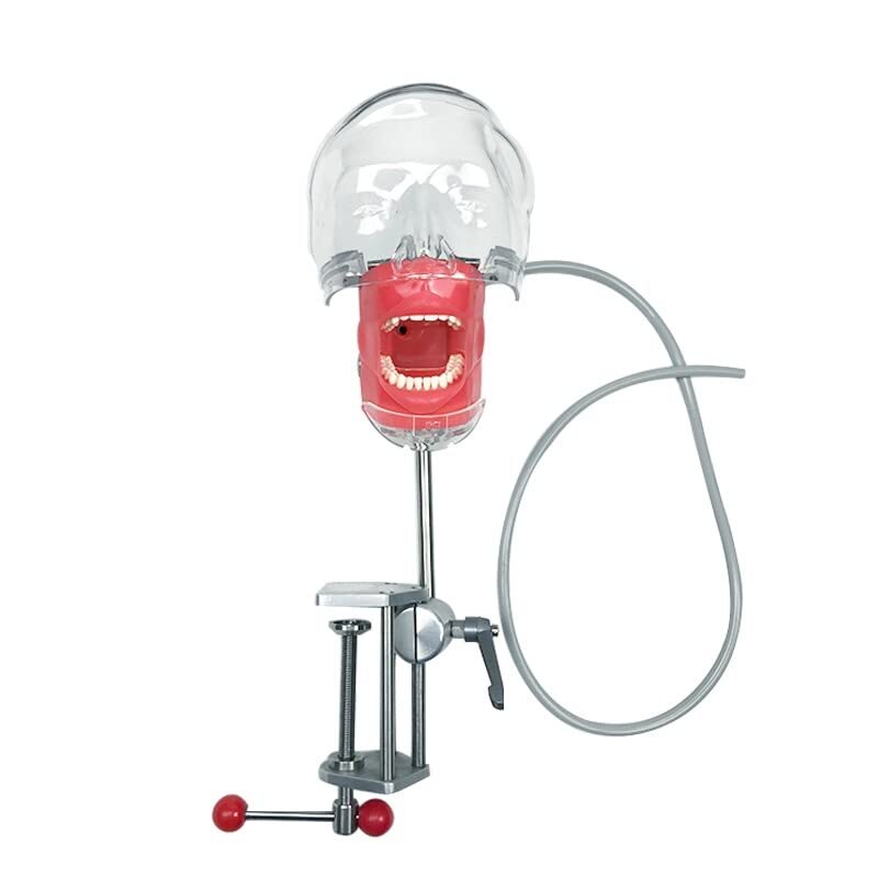 Dental Simulator Manikin Phantom Head Teeth Model Bench Mount Teaching Model