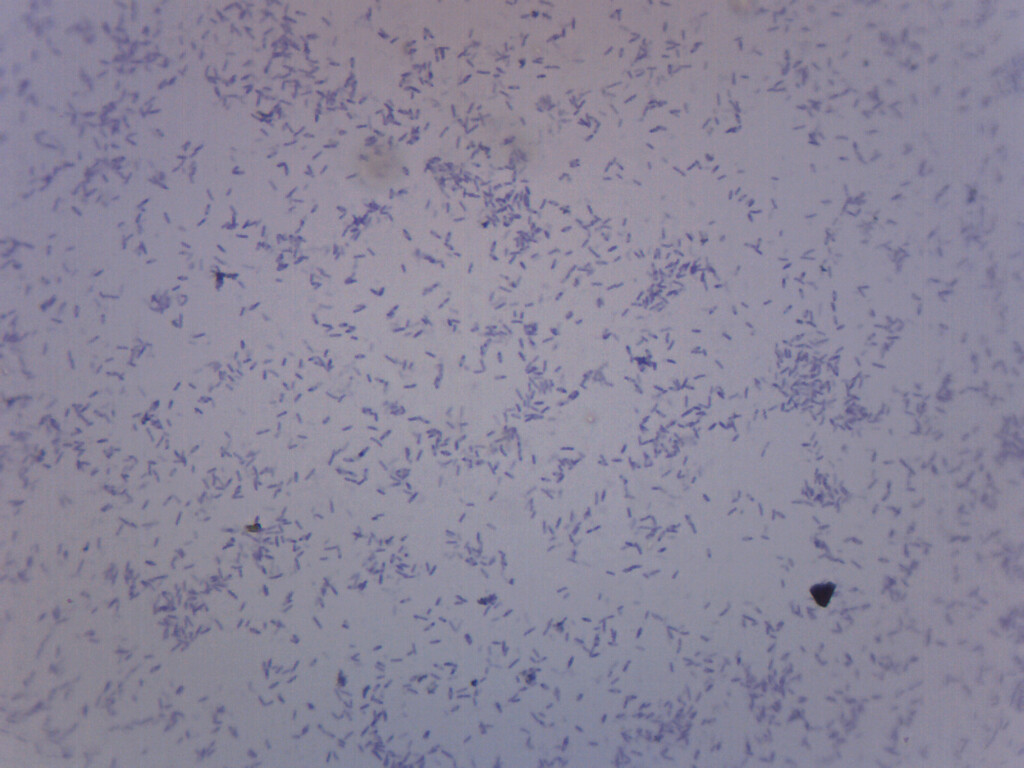 Clostridium Botulinum - Prepared Microscope Slide - 75x25mm - Eisco Labs