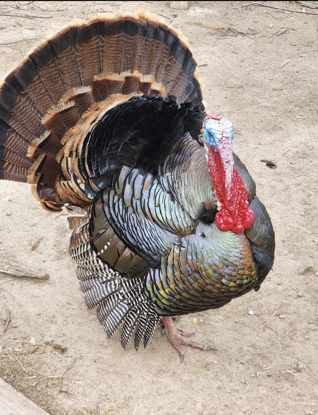 6 + Mottled Turkey Hatching Eggs Purebred
