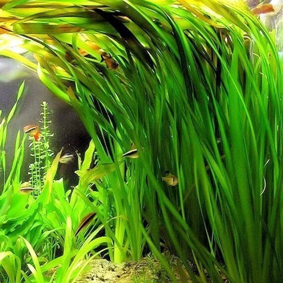 BUY 2 GET 1 FREE Jungle Vallisneria Americana (2 Plants) Aquarium Plants