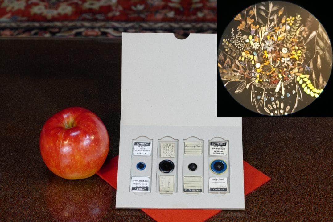 K.D. Kemp Exhibition Microscope Slides Butterfly Scales Diatoms 700 Forms