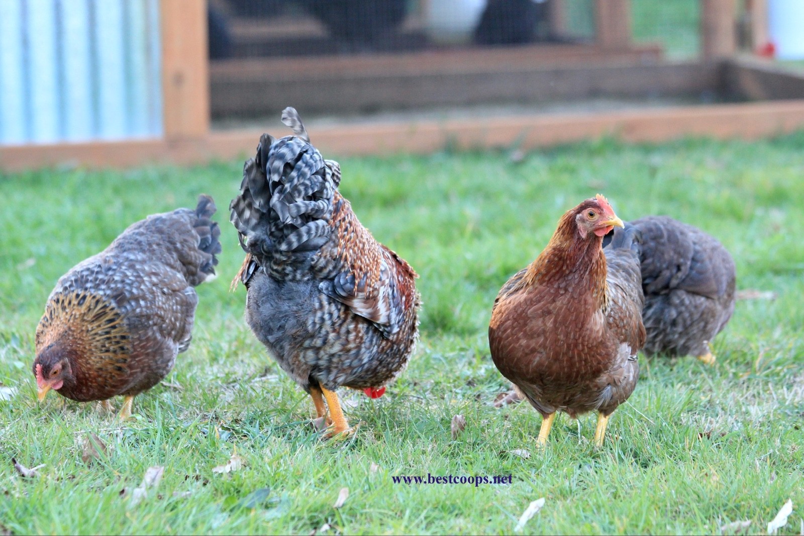 12+ Fertile Bantam Bielefelder Chicken Hatching Eggs